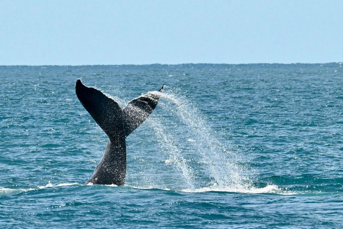 Ballenas jorobadas pasan de estar casi extintas a superar los 30 mil ejemplares en Brasil