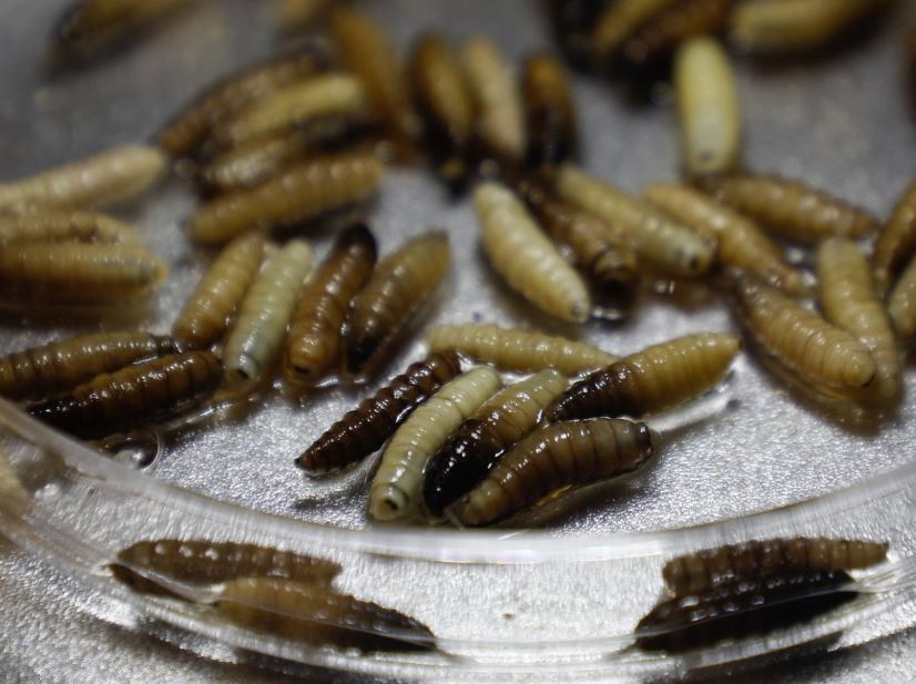 México apoya a EU en reasignación de zonas de combate contra el gusano barrenador