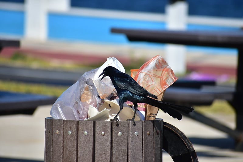 Carmen genera 250 toneladas de basura cada día