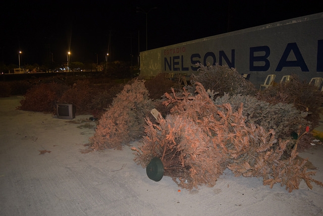 Acopio de árboles navideños inicia el 8 de enero