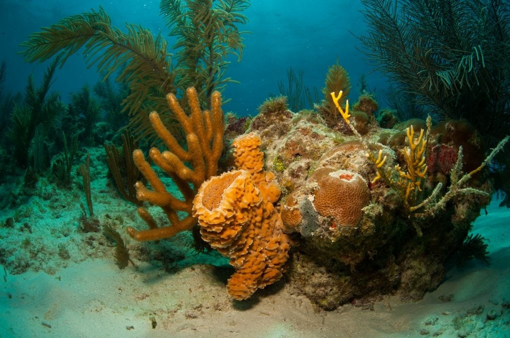 Conoce la biodiversidad marina de Yucatán