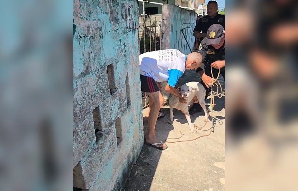 Aseguran a perros que lesionaron a mujer de la tercera edad en la Bojórquez, Mérida