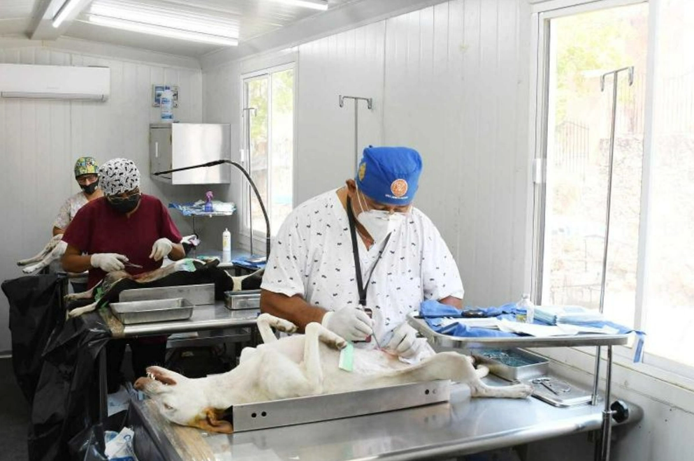 Yucatán consolida más de dos décadas sin rabia humana, pero alerta por abandono de mascotas