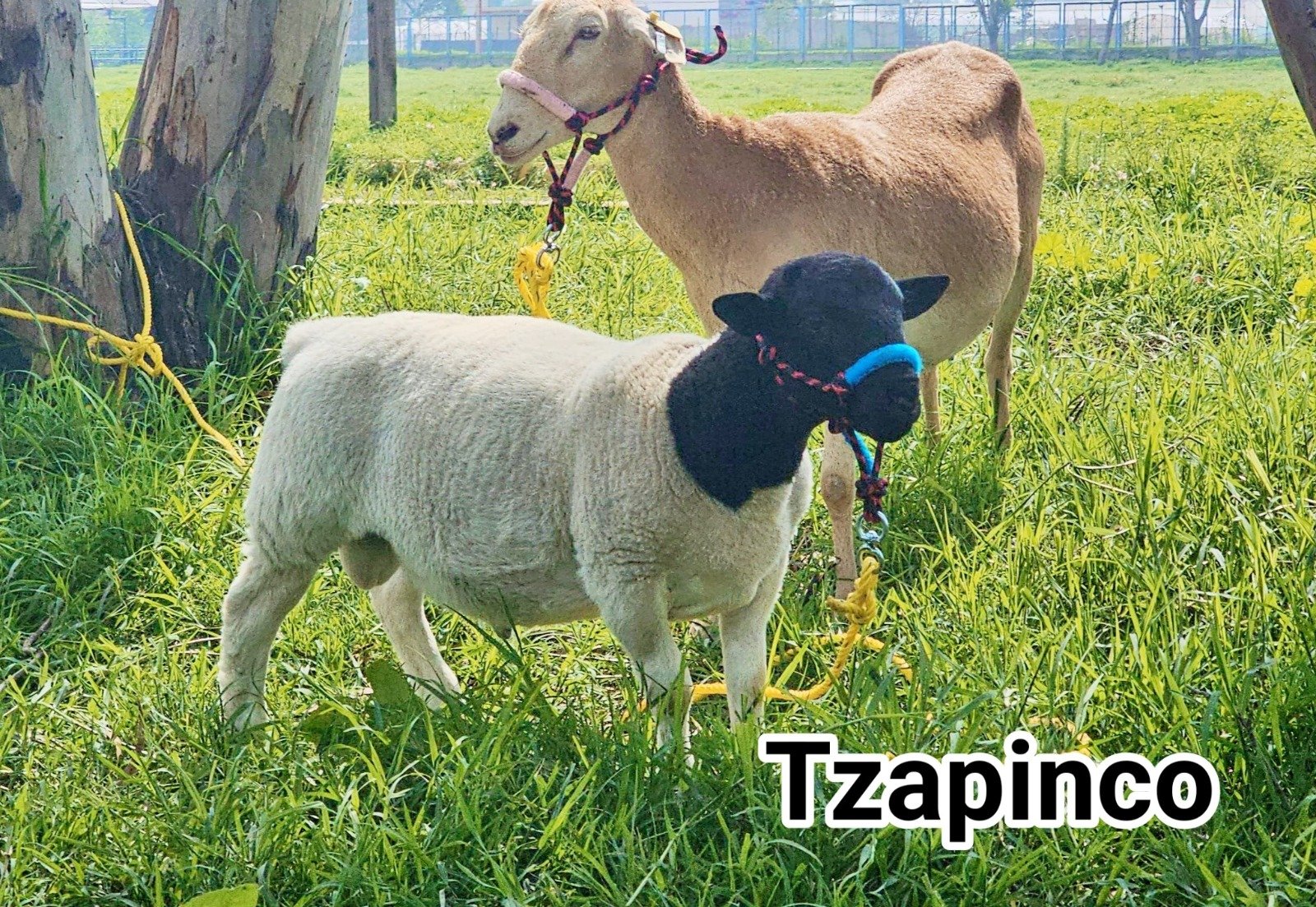 Con su primer borrego clonado, México inicia una nueva era de biotecnología animal