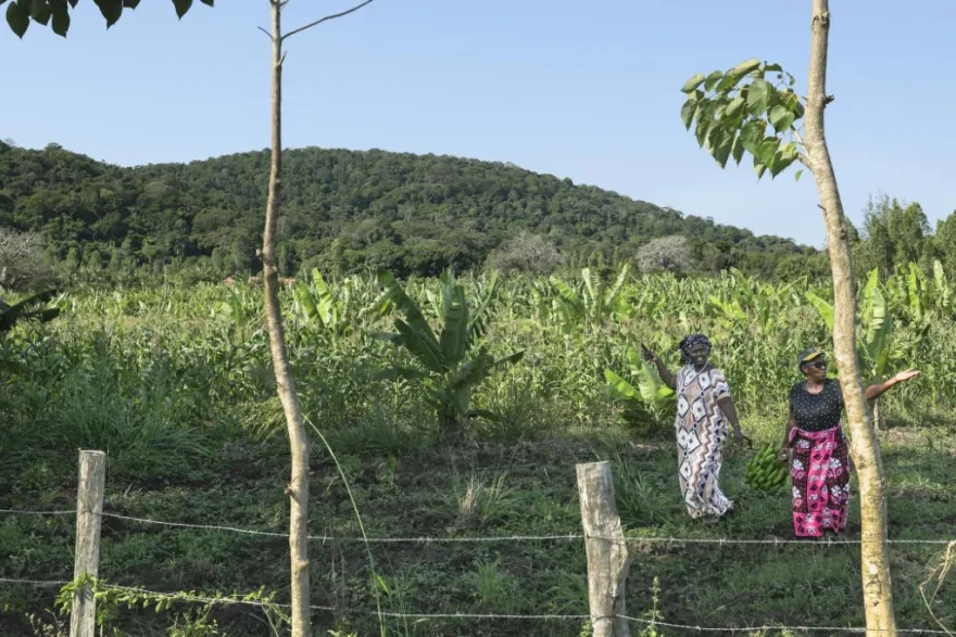 Cinco aldeas y un bosque de Kenia en el centro de la disputa mundial por tierras raras