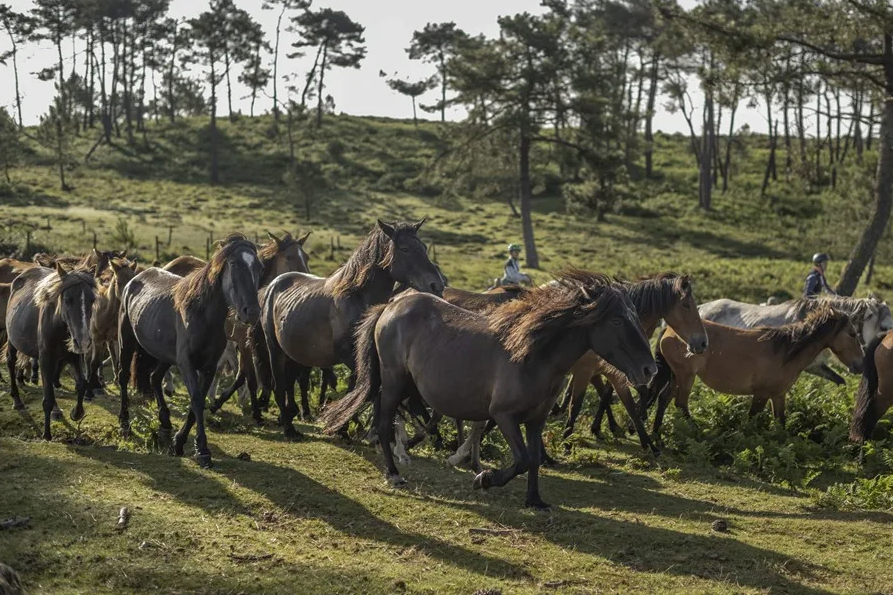Descubren el secreto del relincho de los caballos: silban a la vez que 'cantan'