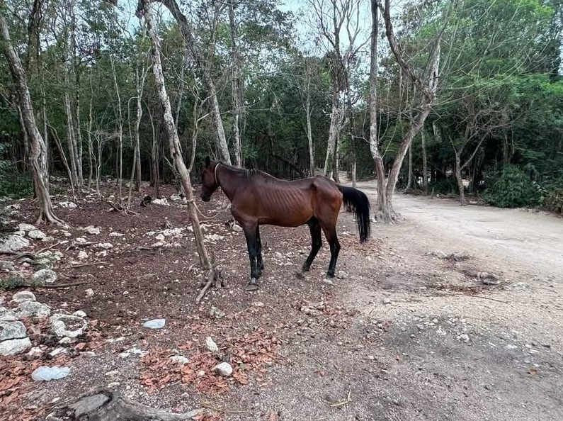 Rescatan a 12 caballos que eran utilizados para tours en Tulum; presentaban signos de desnutrición
