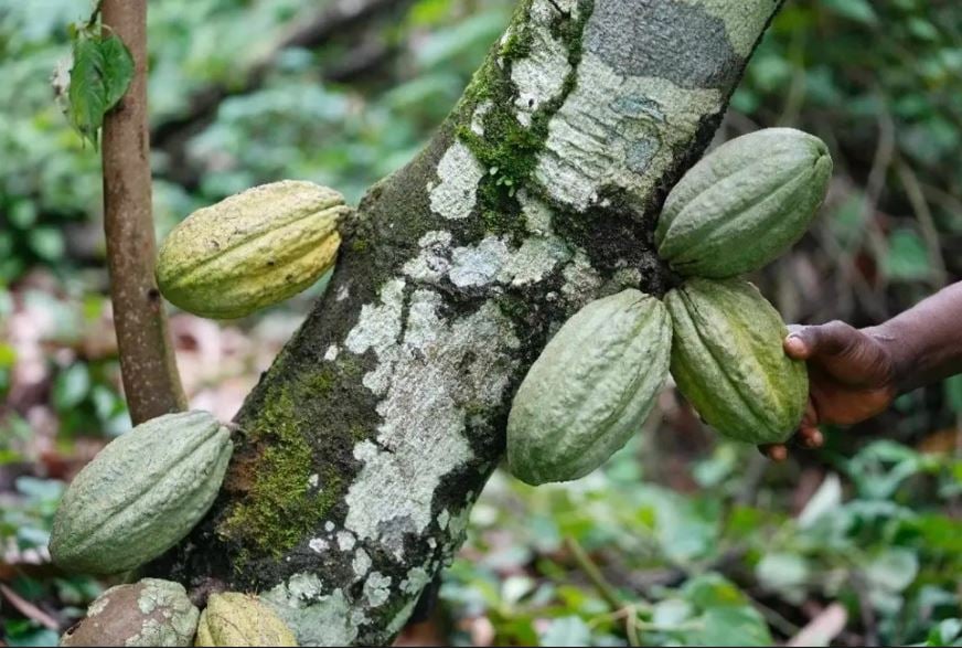 Chocolates en Brasil deberán tener 35 por ciento de cacao para poder venderse