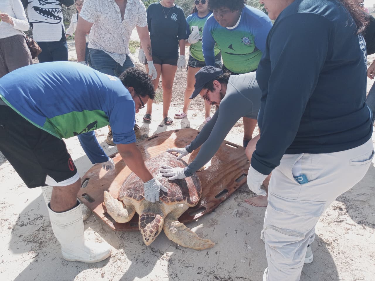 Reintegran tortuga caguama a su hábitat en las costas de Progreso