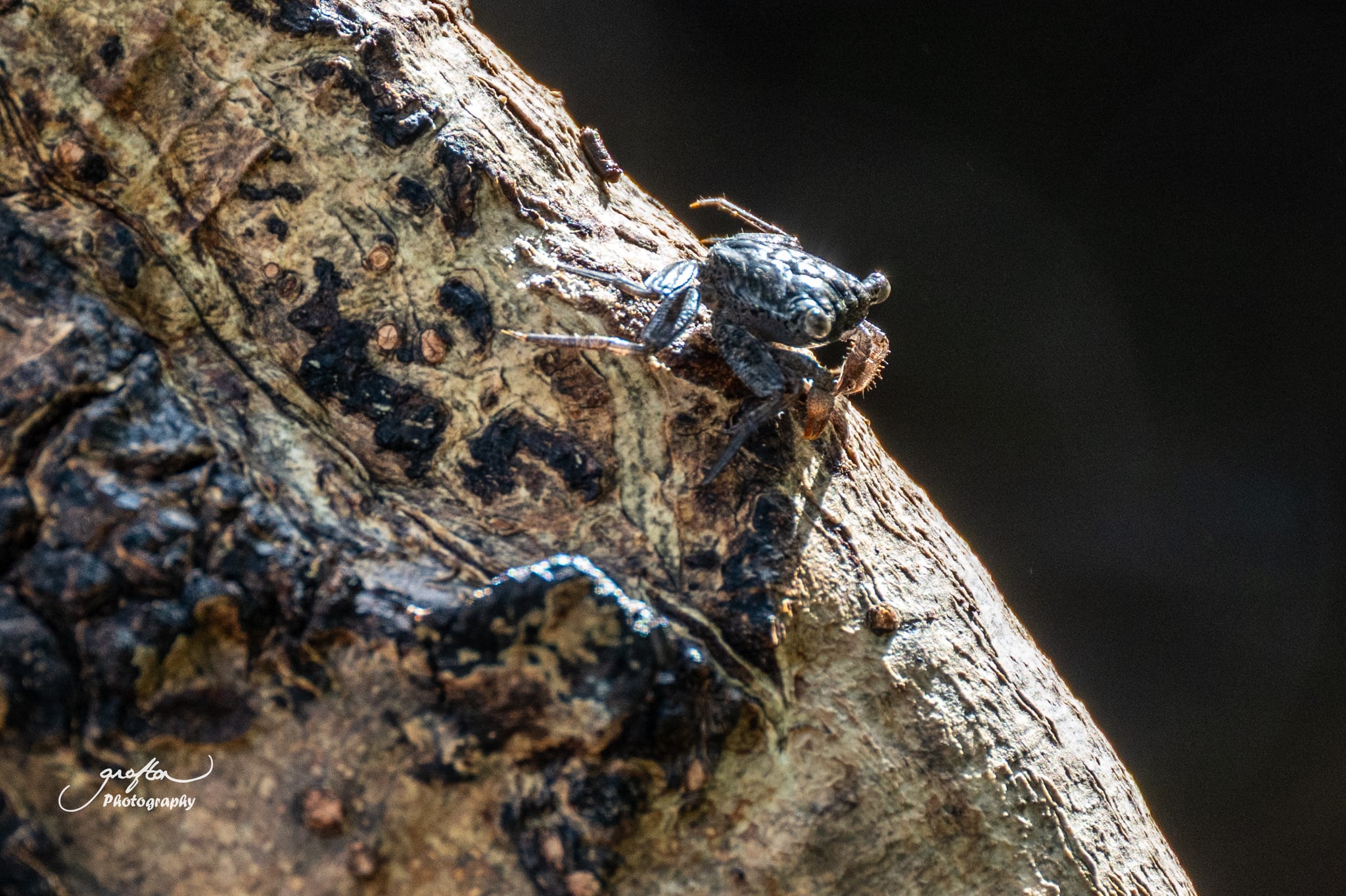 Bab, chan ba’alche’ u yojel na’akal k’ab che