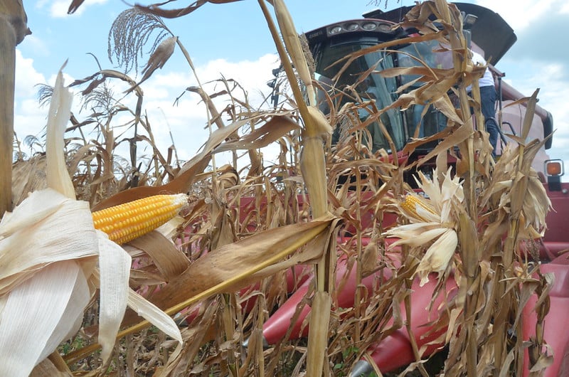 Productores de maíz de Campeche acuerdan precio de compra con Maseca