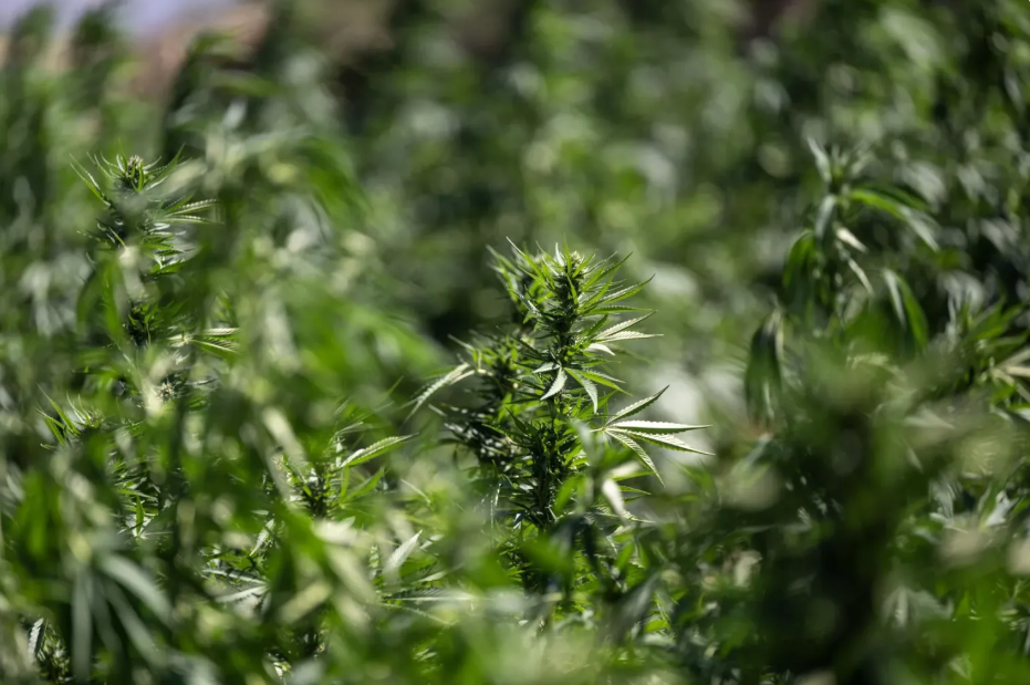 Consumir cannabis en la adolescencia duplica riesgo de trastornos sicóticos y bipolares