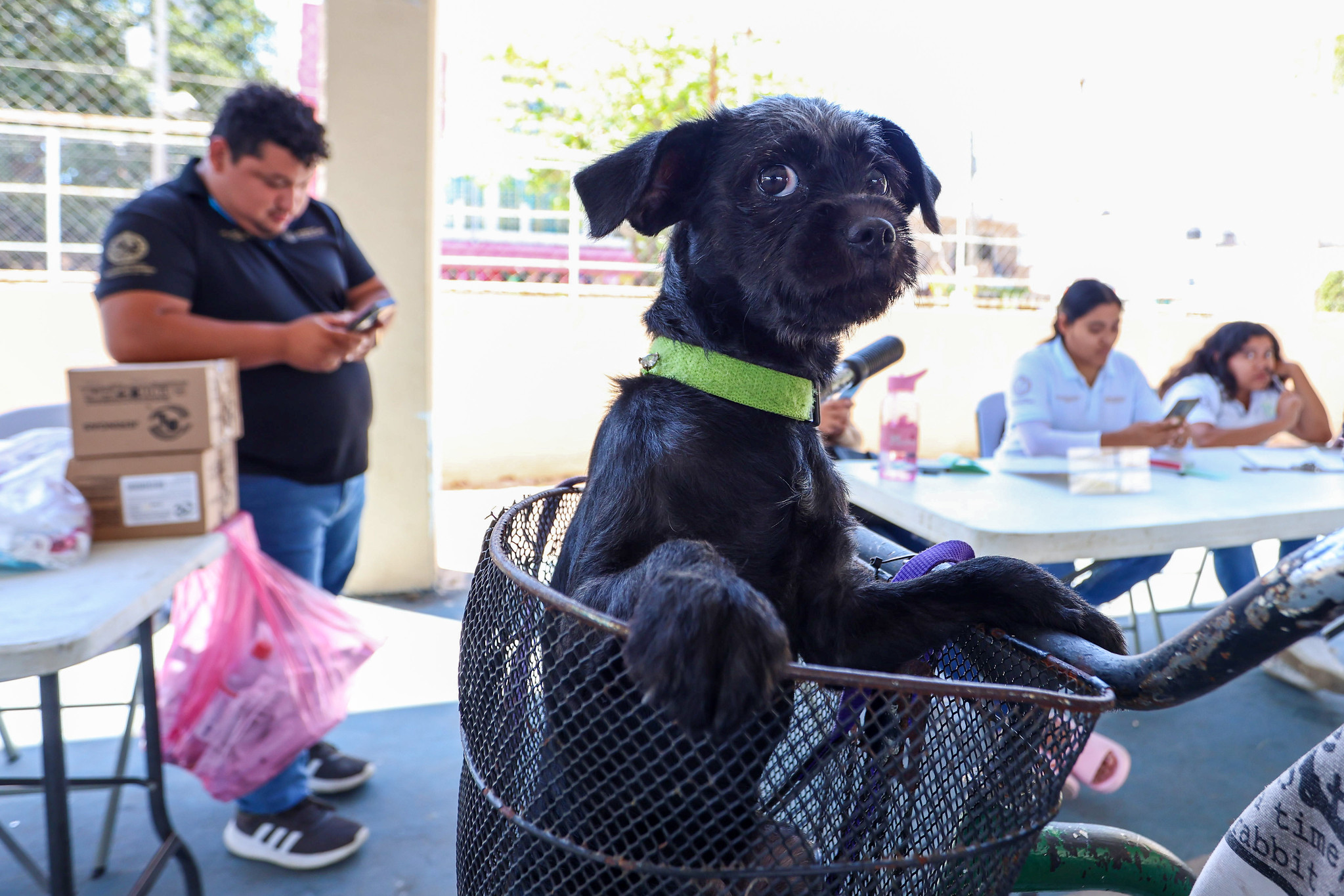 Exhortan a cuidar a las mascotas esta temporada de calor en QRoo