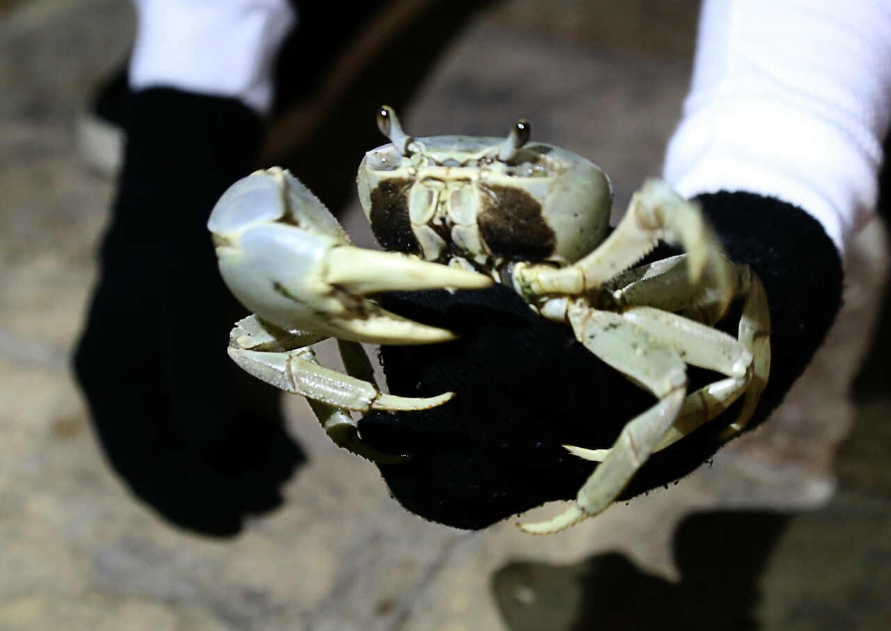 En Cancún, llaman a conductores a cuidar el cruce del cangrejo azul camino al mar
