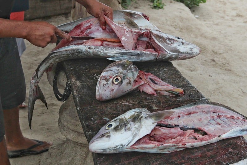 Yucatán: Capacitan a personas fileteras y deshuesadoras en el manejo de productos pesqueros e inocuidad