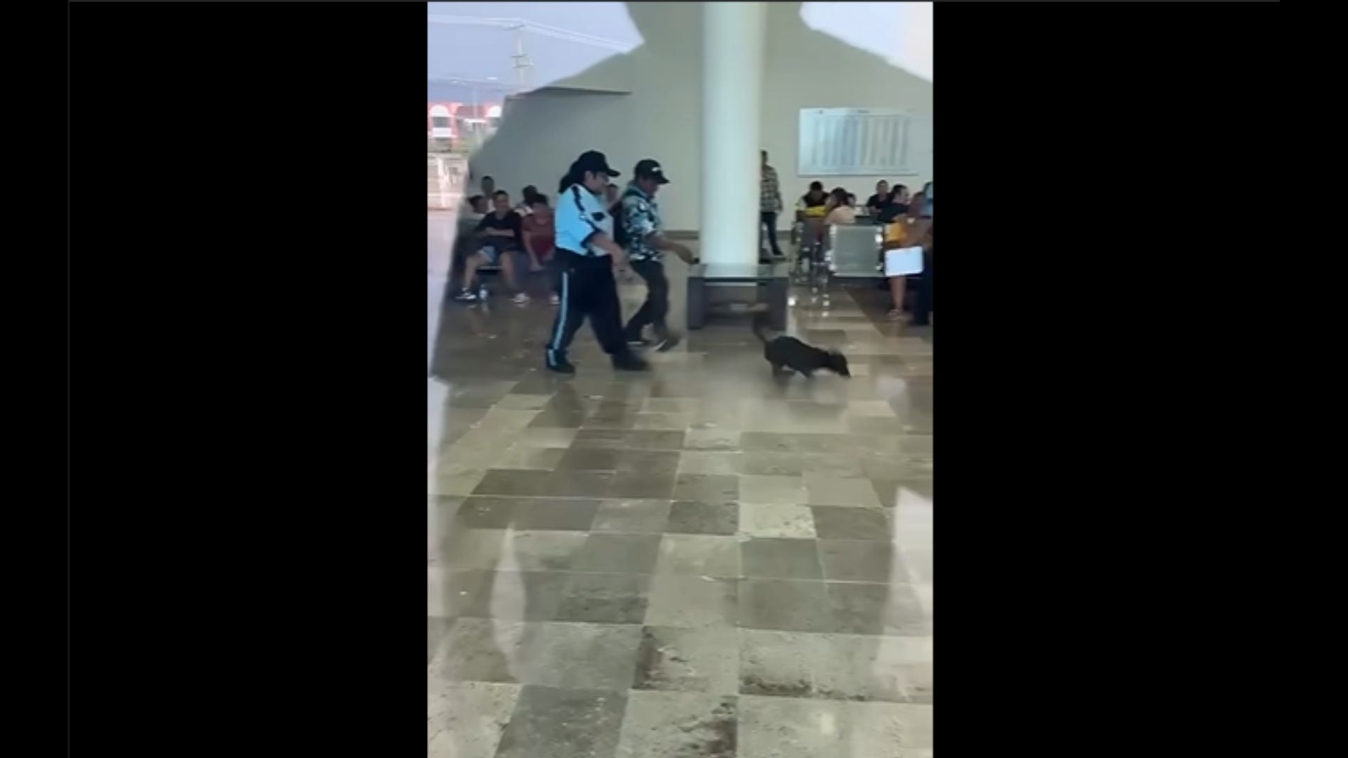 Acusan a guardia de hospital de maltrato animal en Campeche