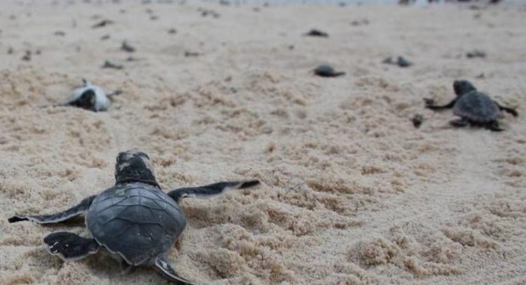 Liberan más de 15 mil tortugas carey desde playas de Yucatán