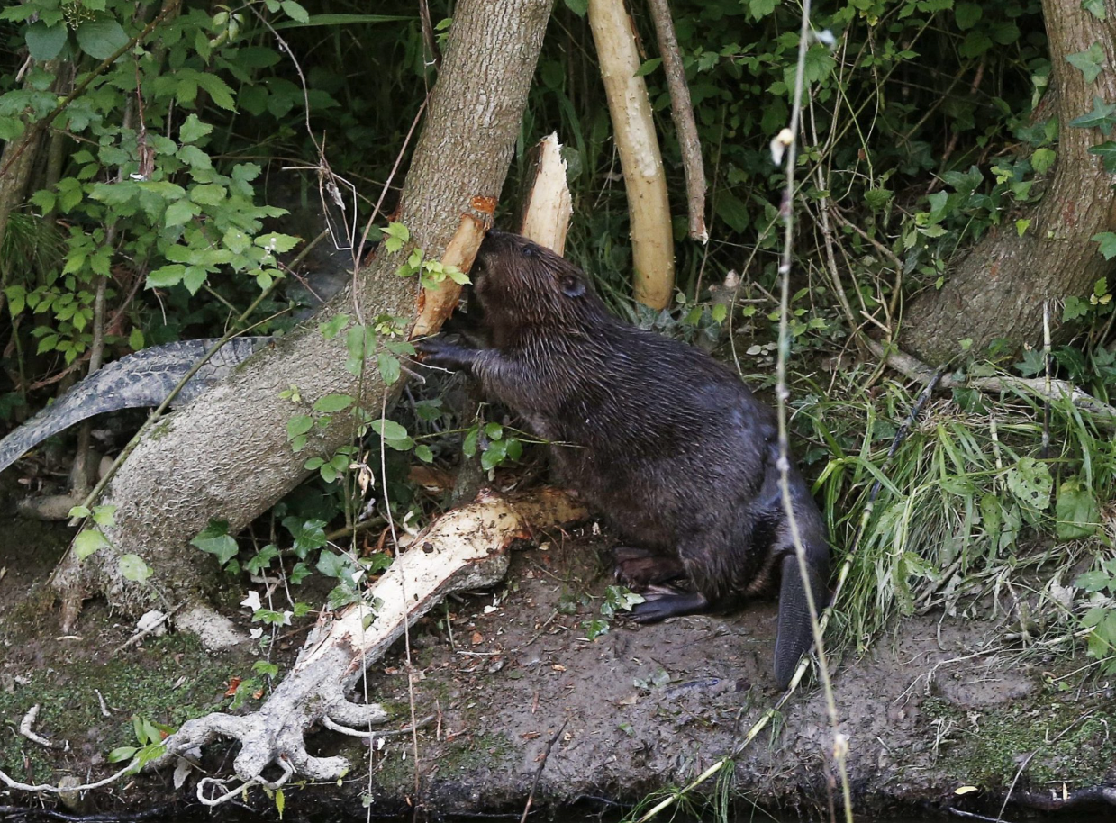 Castores, más monógamos que los humanos: Esto dice el estudio