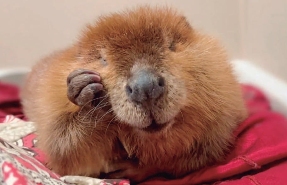 Kastooro’obe’, maas jach suuk u ch’íijil chéen yéetel juntúulili’ u núup a ke wíinik: xaak’al