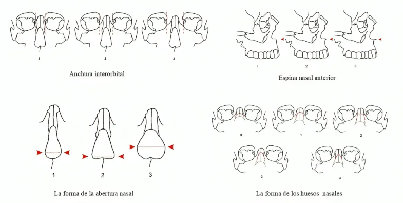 Rasgos que hablan: genética, identidad y origen