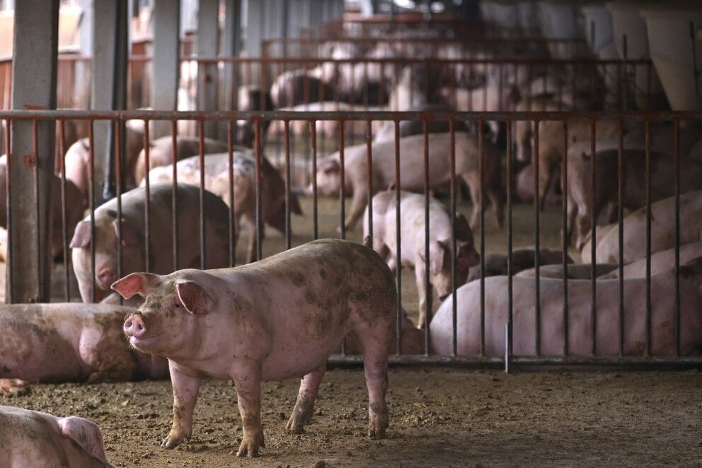 México suspende importaciones de algunos productos de cerdo estadunidense por pseudorrabia