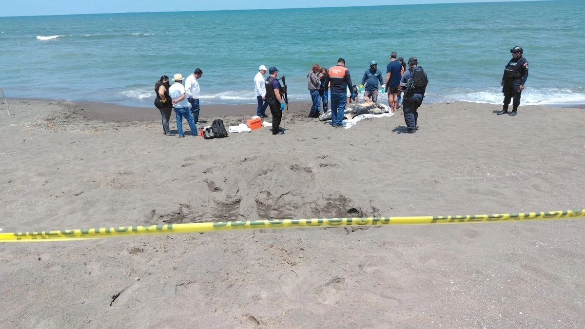Chapopote en playas de Veracruz: pesadilla para la fauna y pescadores de Alvarado