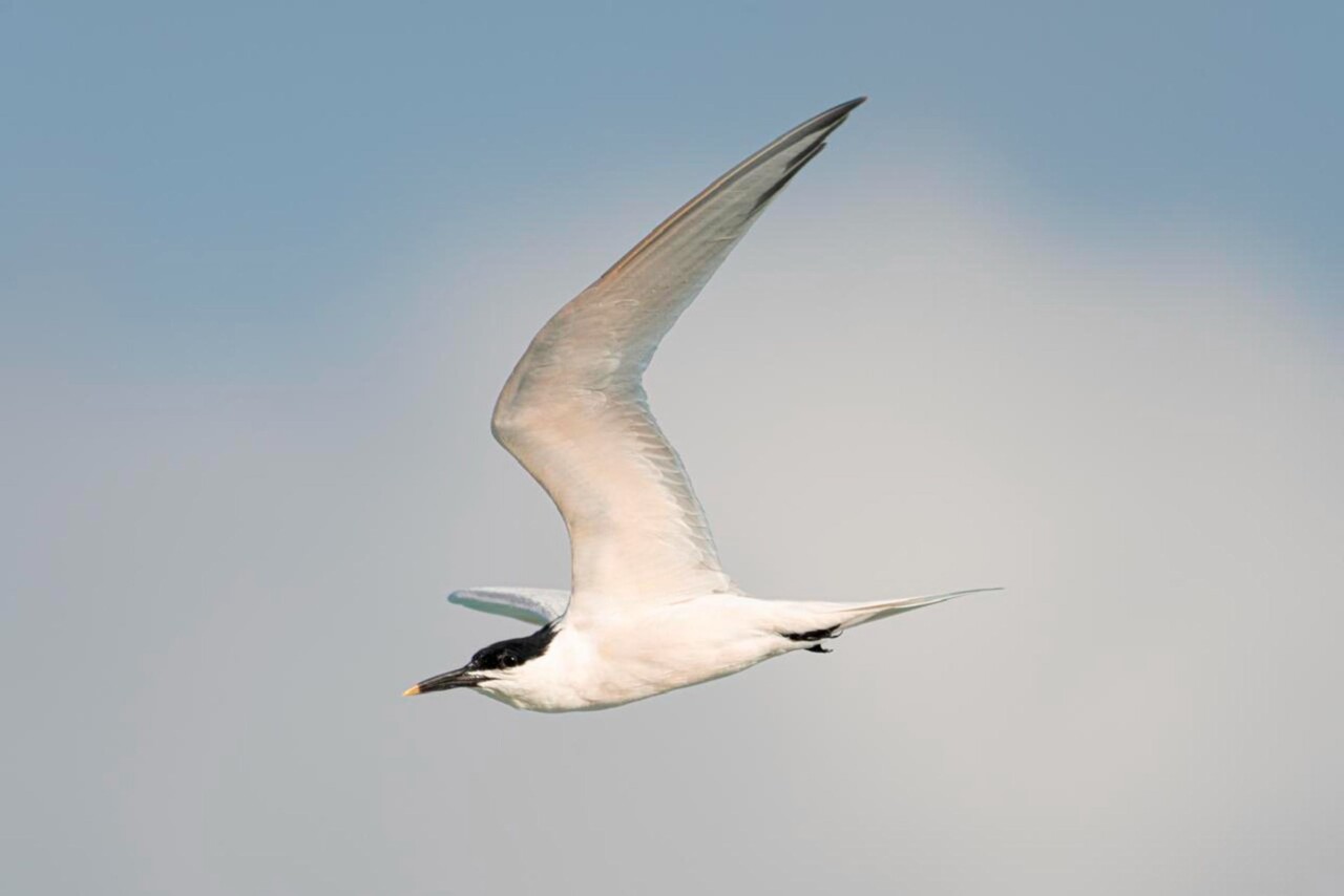 Inicia el arribo y anidación de charranes migratorios en el Parque Ecoturístico Punta Sur de Cozumel