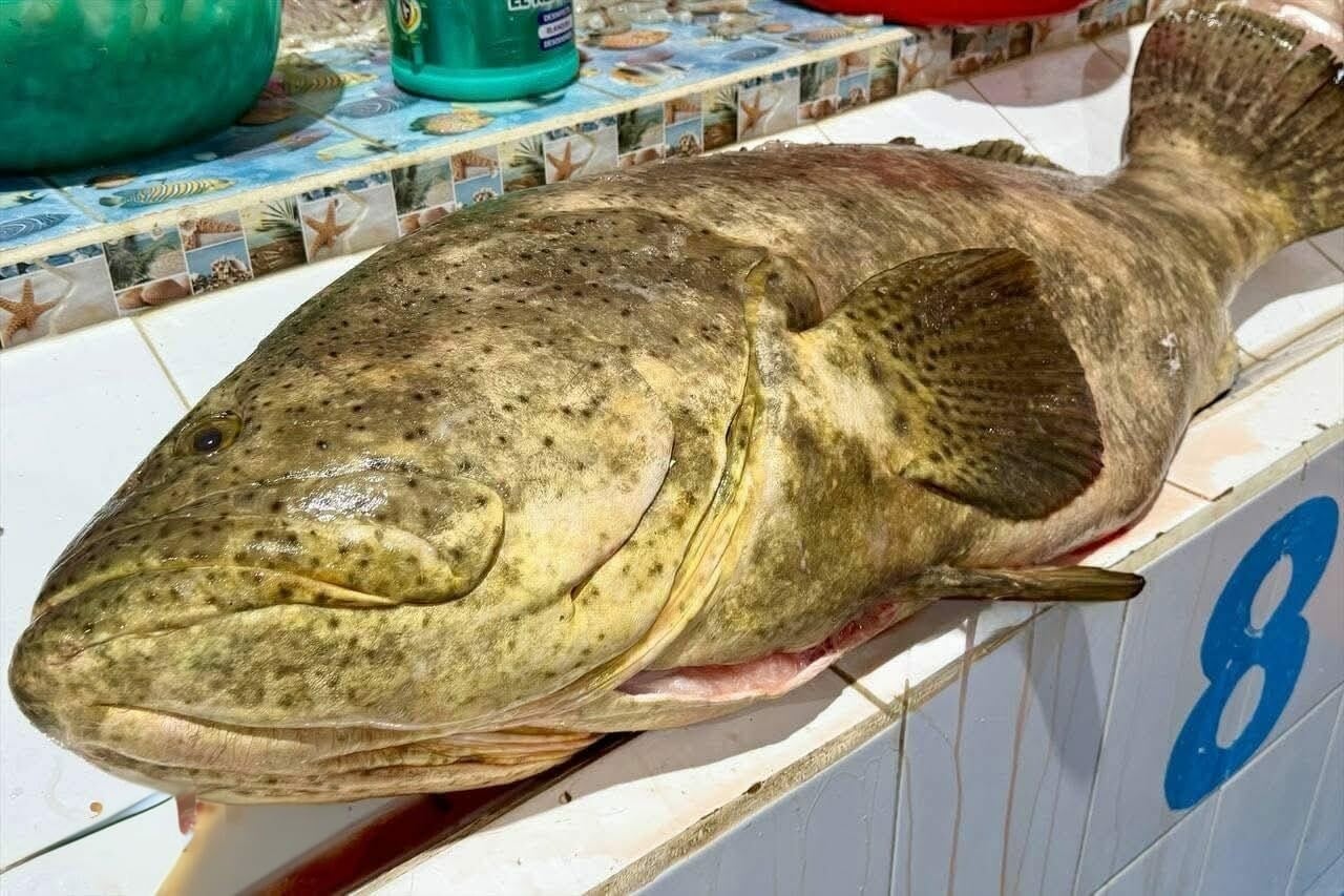 Pescan cherna de 47 kilos en Carmen