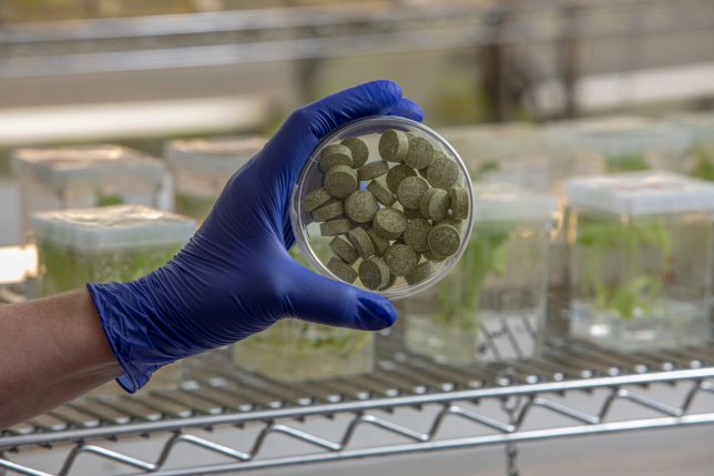 Reducir 93 por ciento las bacterias asociadas al cáncer oral puede estar al alcance de mascar un chicle
