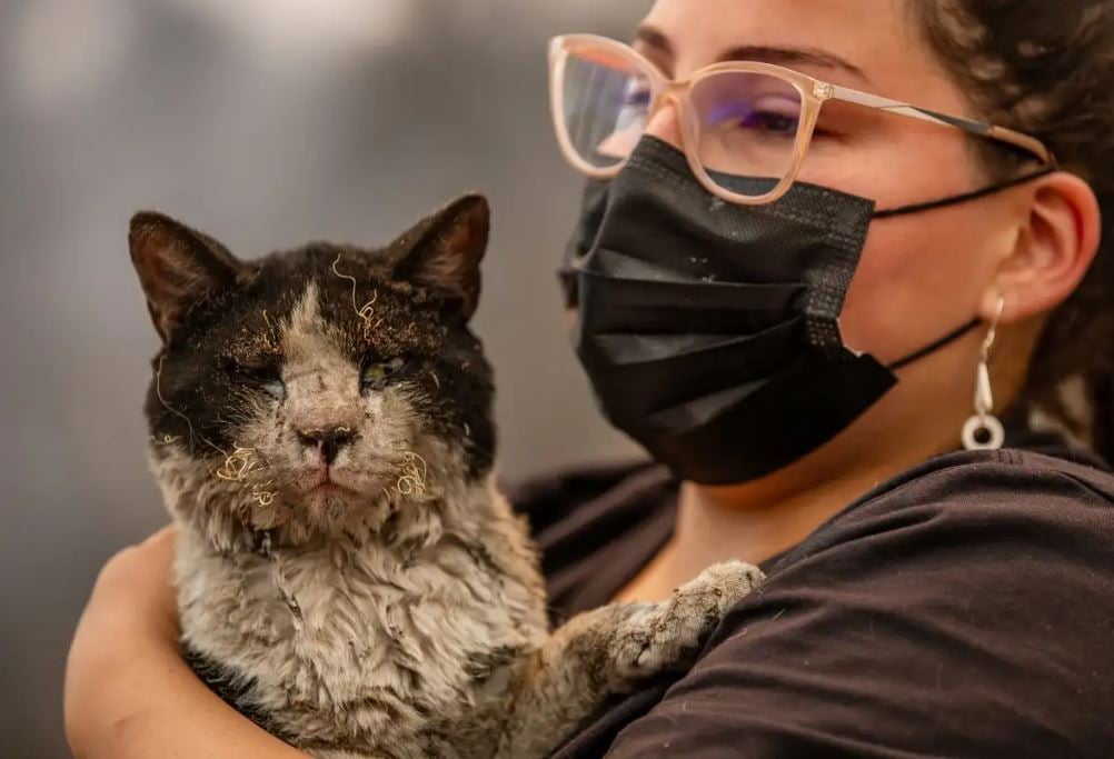 Clínica móvil lucha para salvar a animales heridos por incendios en Chile