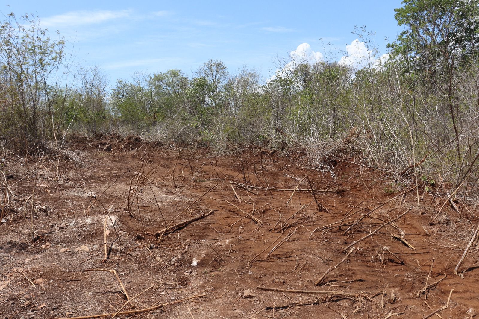 Profepa clausura actividades de desmonte en la Reserva Cuxtal 