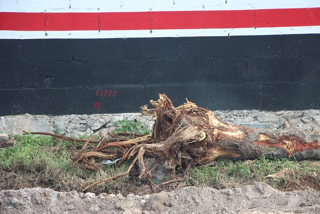 Tala de árboles en carretera a Cholul, “error de supervisión”