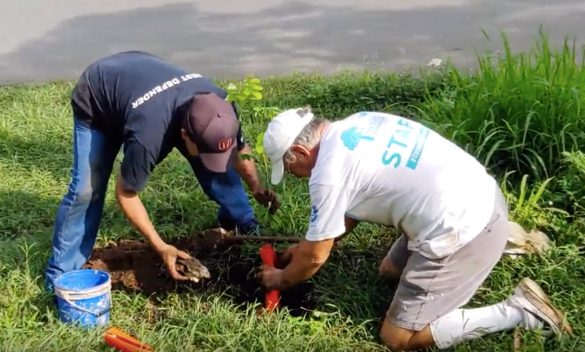Vecinos de Cholul amplían reforestación de la vieja carretera a su comisaría