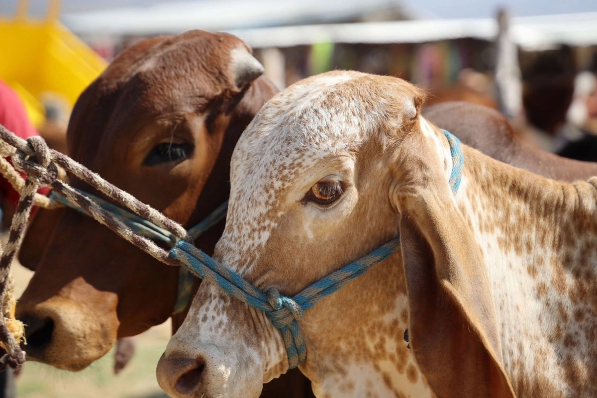 Cierre de frontera por gusano barrenador impulsa auge de carne de res en México y pesimismo en Texas