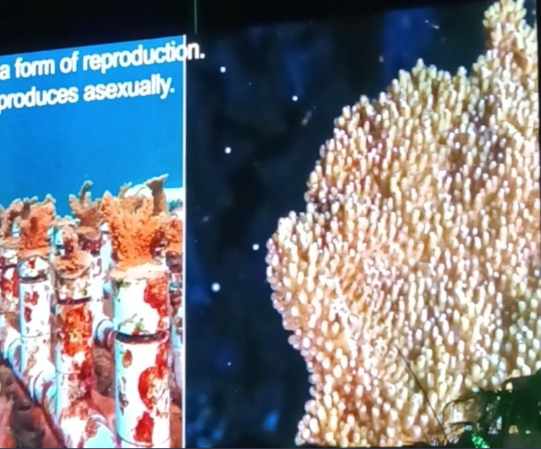 Restauración de corales en laboratorio, una tarea urgente: experto