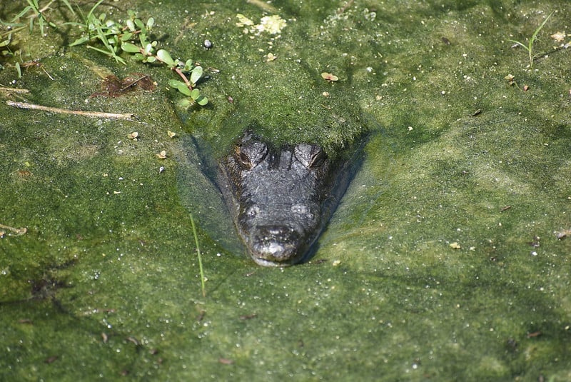 Tortugas y cocodrilos aparecen en el Arroyo de la Caleta, en Carmen
