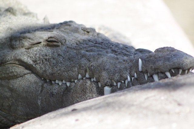 La Jornada Maya | Quintana Roo | La Jornada Maya | Segundo ataque de  cocodrilo