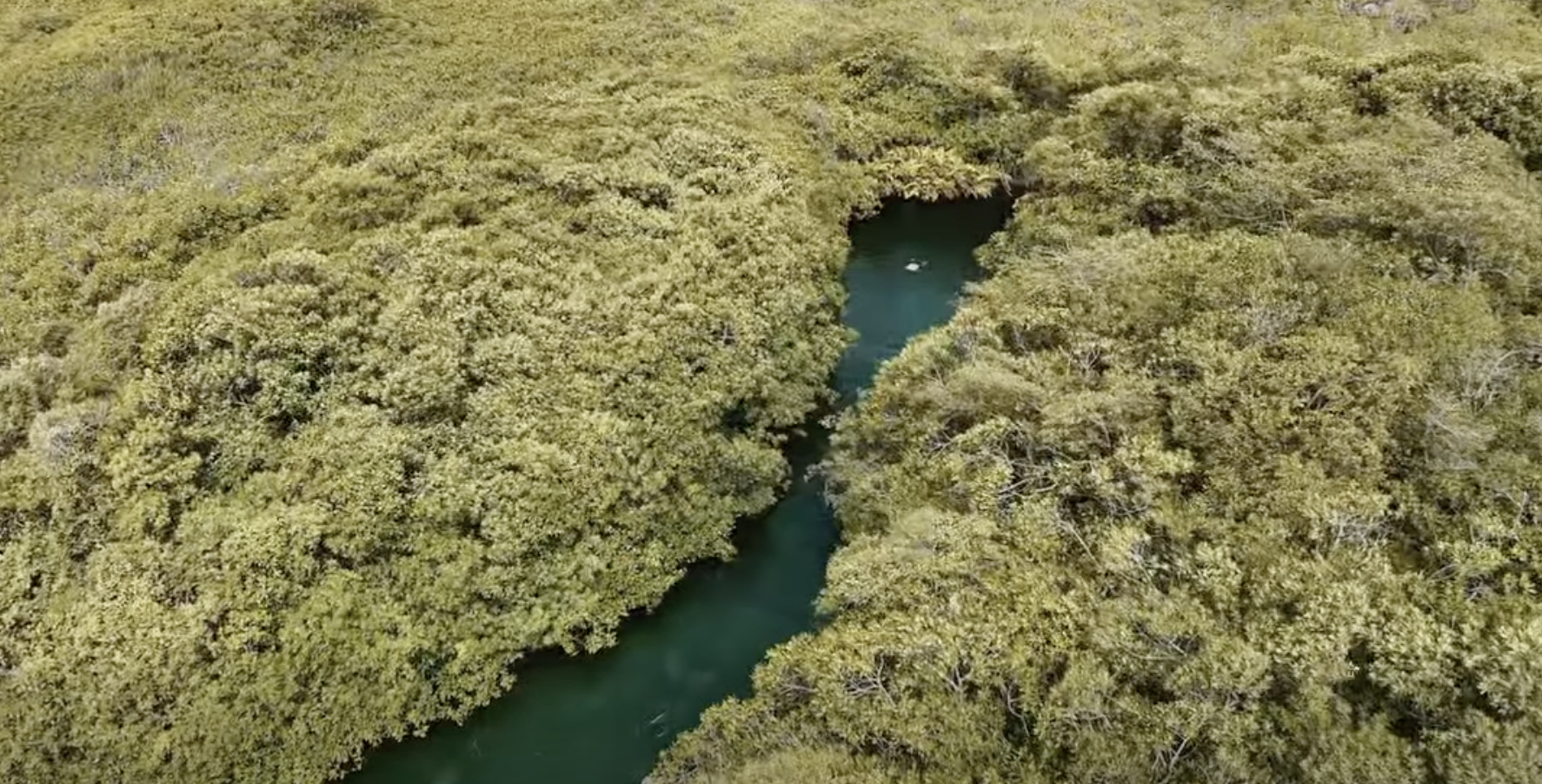 En Tulum implementarán medidas para evitar ataques de cocodrilos en cuerpos de agua