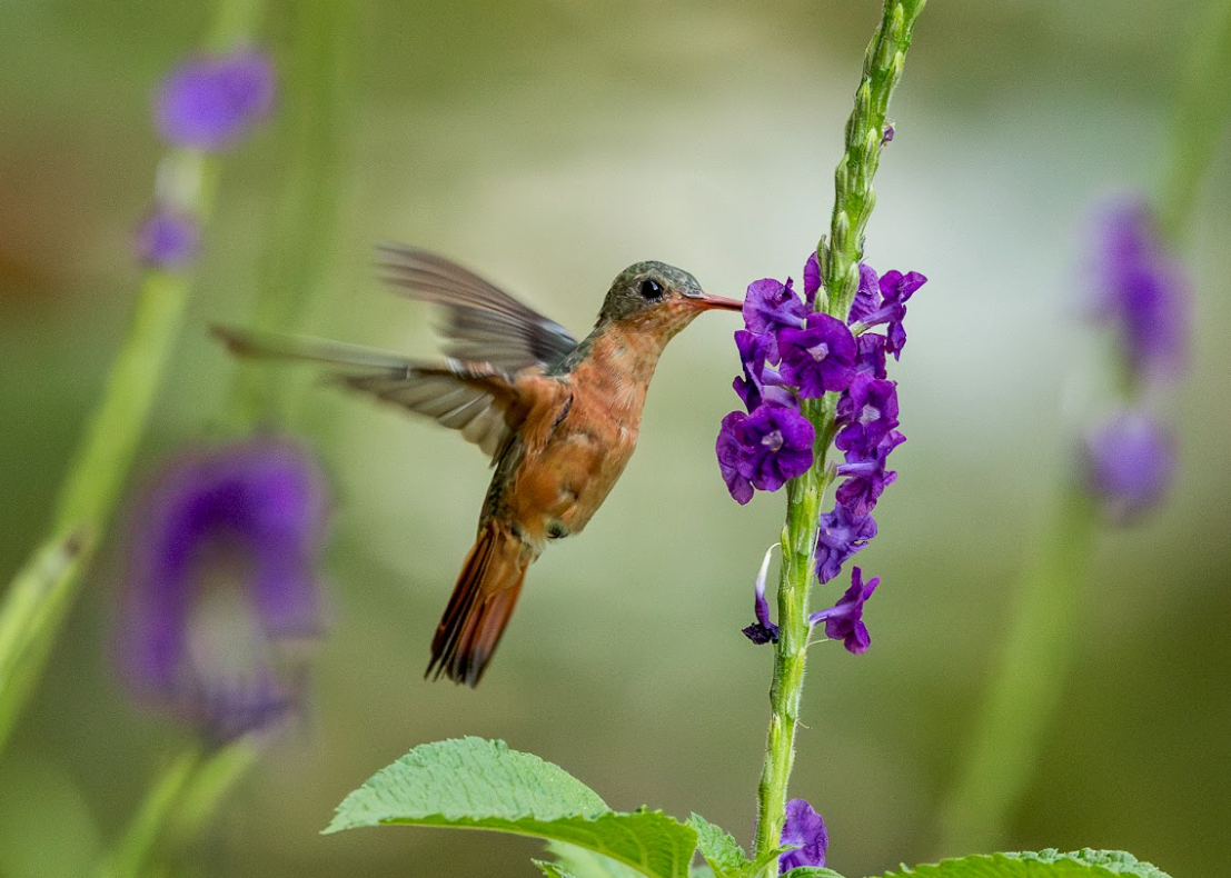 Colibrí canelo, de los más buscados por los observadores de aves