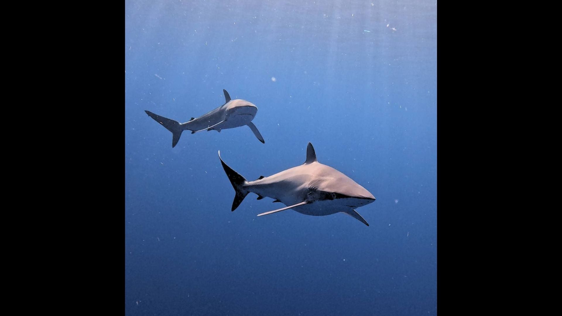 Trabajos de conservación marina en el Caribe Mexicano han logrado salvar 30 mil tiburones