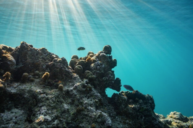Casi la mitad de los arrecifes de coral del mundo están condenados a la extinción