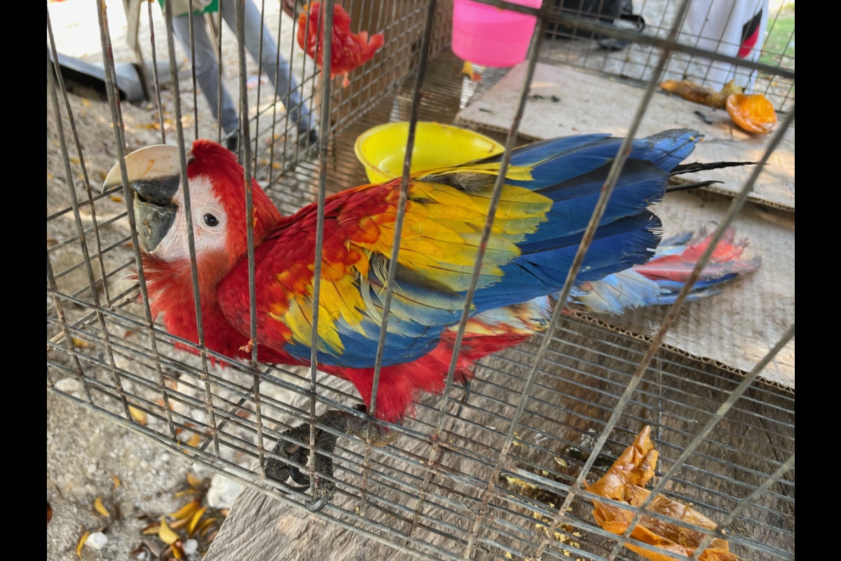 La península de Yucatán, presente en el mapa de rutas predecibles del tráfico de loros