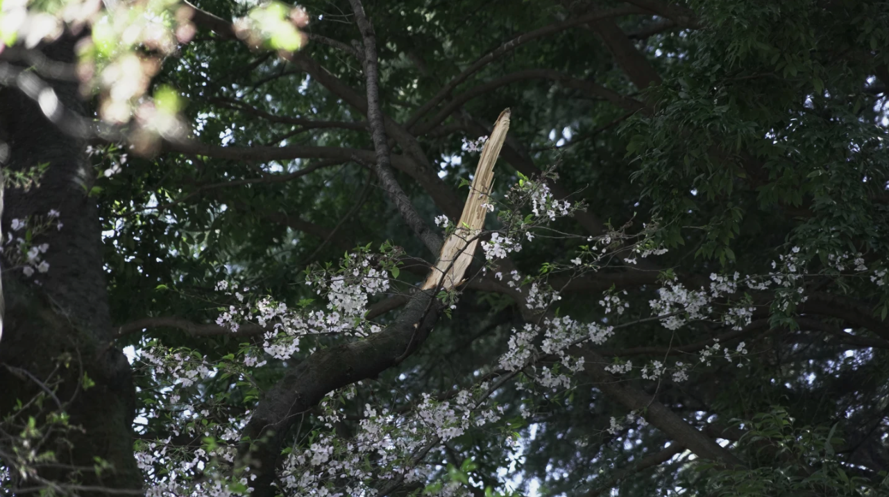 Viejos cerezos en flor de Tokio se derrumban durante la temporada de floración