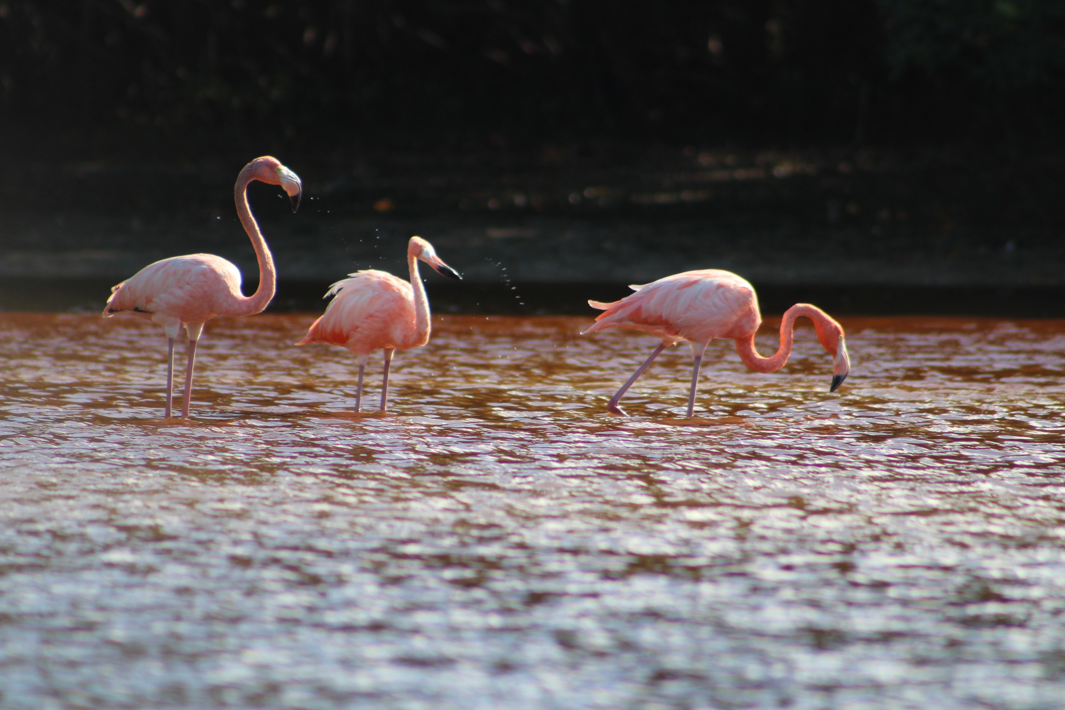 Presenta Cultur campaña 