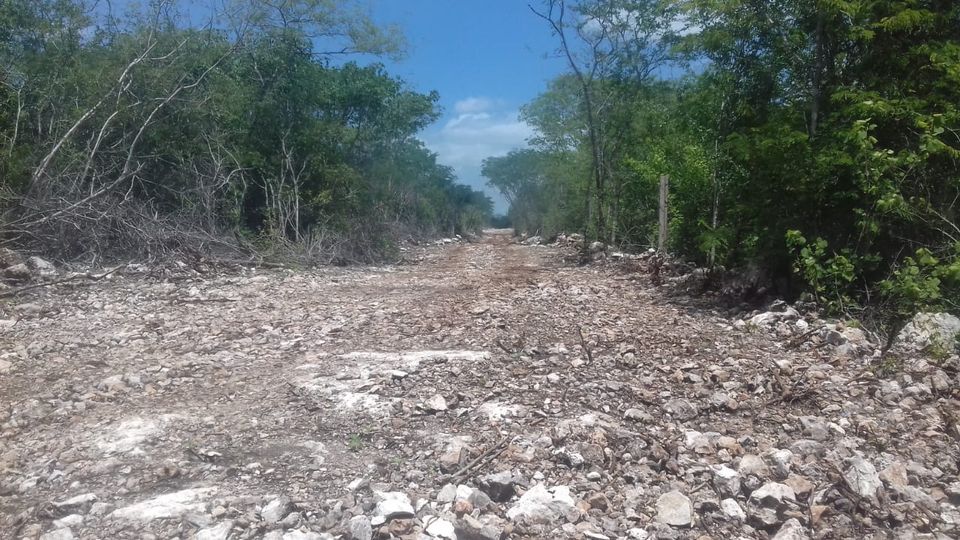 Buscan fortalecer Reserva Ecológica Cuxtal ante construcción del Tren Maya