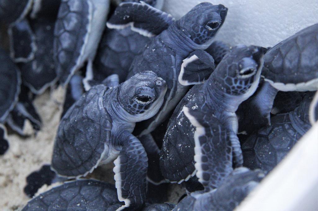Quintana Roo registra 29 mil 413 nidos de tortugas marinas