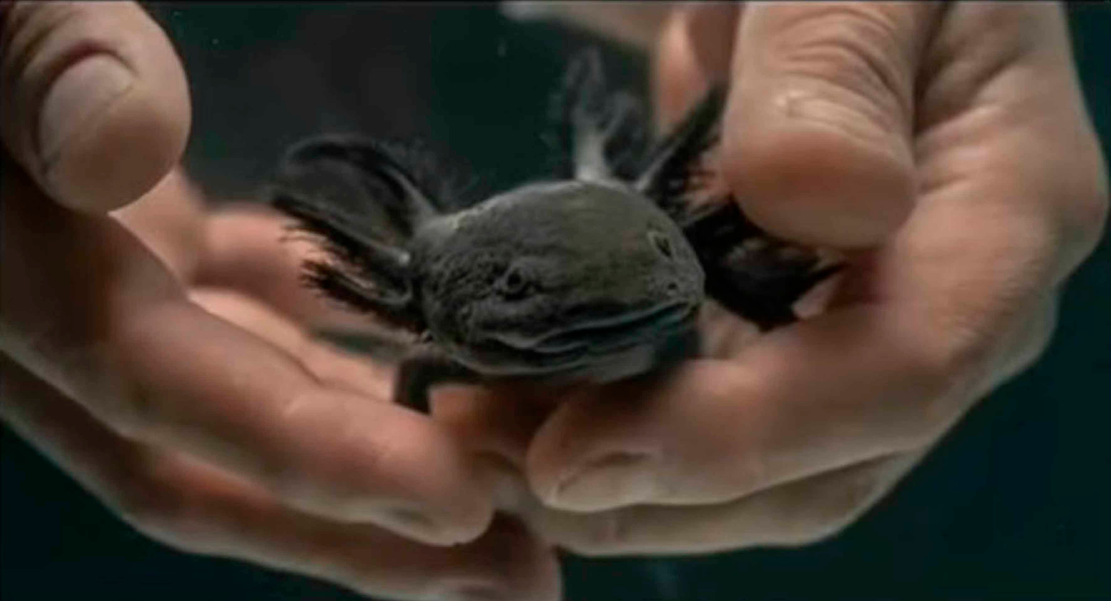 U múuch’ meyajil xaak’al UNAMe’ béeychaj u kaxtik u ajoloteil Altiplano, tu kaajil Querétaro