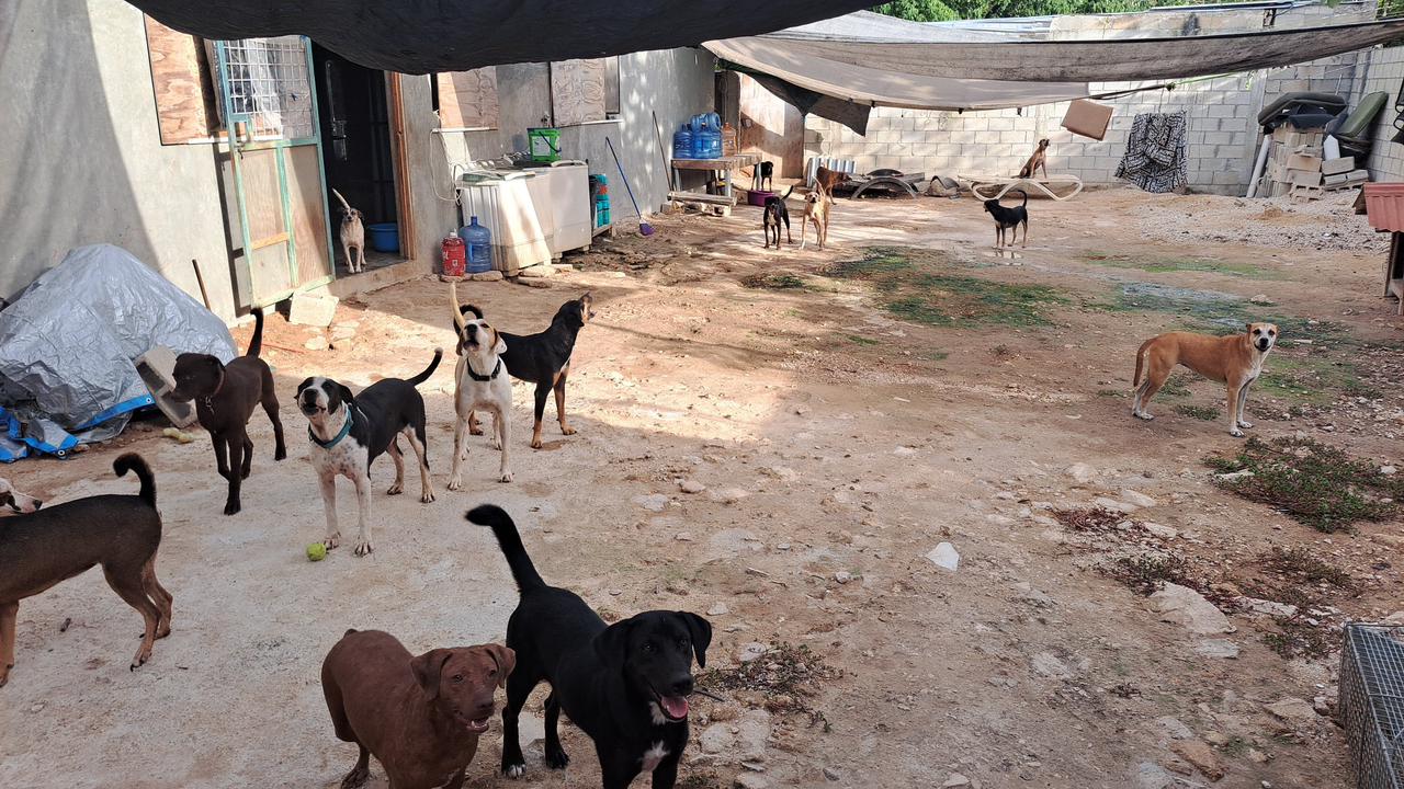 Refugio Alma Animal Tulum refuerza sus instalaciones ante temporada ciclónica
