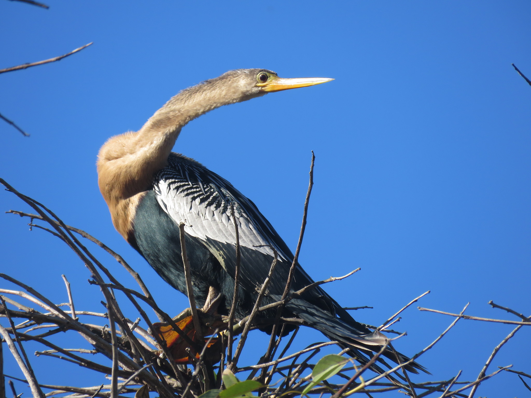 Chowak kaal, ch’íich’ ma’ seen k’ajóolt’aani’