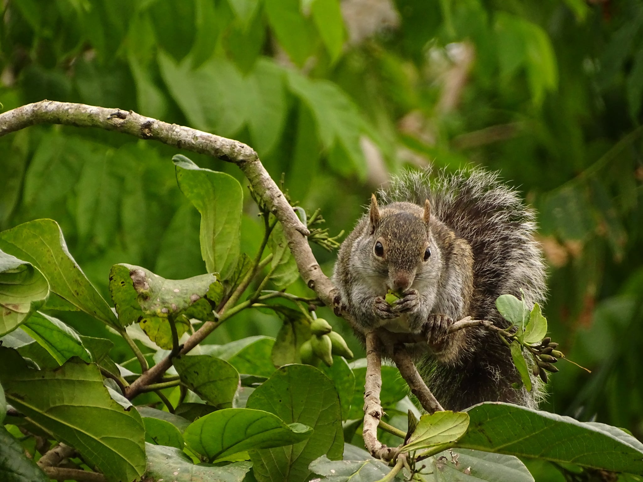 Ku’uk cho’ ku máan tu k’ab che’ob jeets’el u ch’i’ibal tu petenil Yucatán